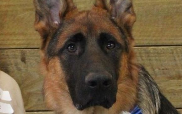 Dog training, Barn Hunt dog trials, & Behavior modification by Conway Canine Companions