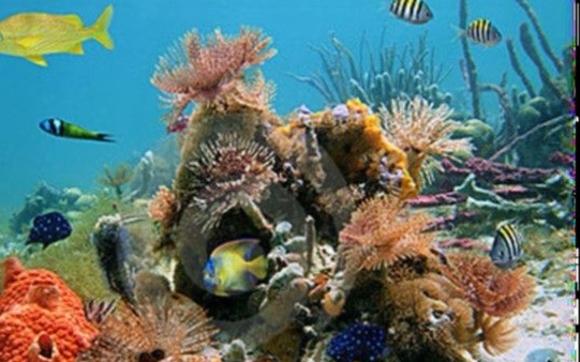 Forever Together Reef by Living Reef Memorial
