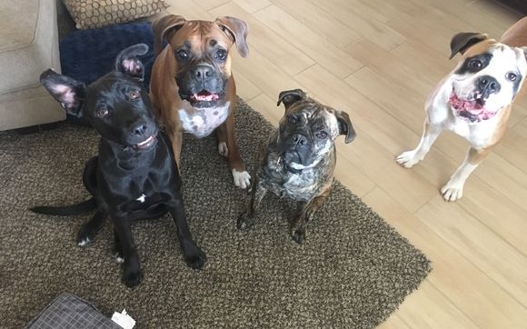 Dog Trainer  by Cathy's Canines Phoenix