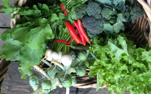 csa-community-shared-agriculture-membership-by-a-rocha-farm-in-surrey