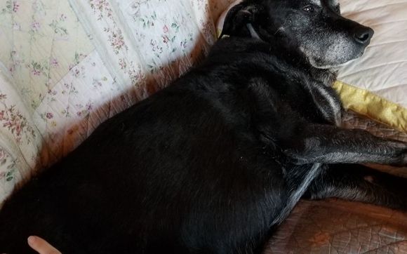 CANINE MASSAGE by Titan's Touch Canine Massage