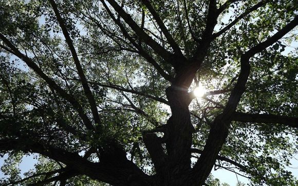 Divorce by Darcy A. Shoop, LLC