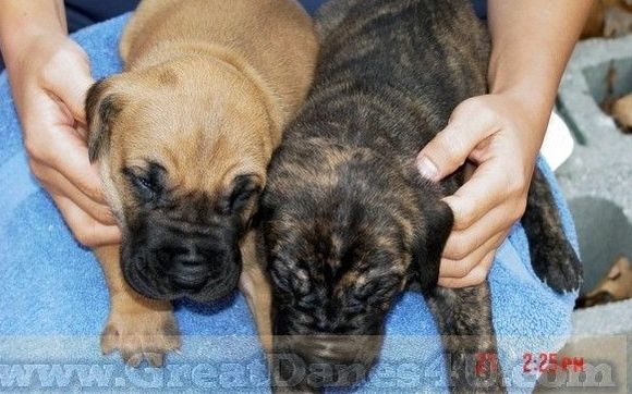 Brindle best sale dane puppies