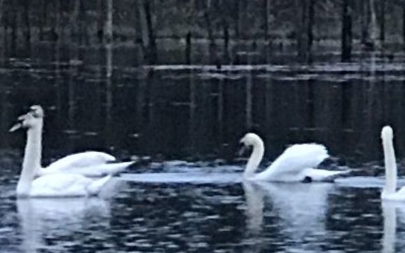 Legal Advice and representation by Attorney Candice McKenna-Imlach