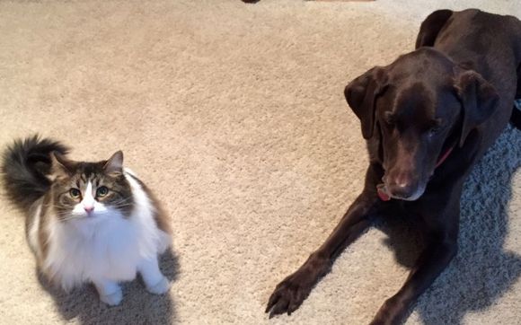 Midday Potty Break Visit by Carolyn's Pampered Pets LLC