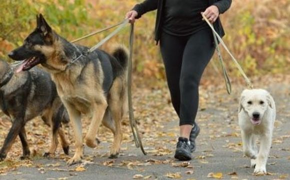 Doggie Daycare by Toureen Pet Resort and Spa