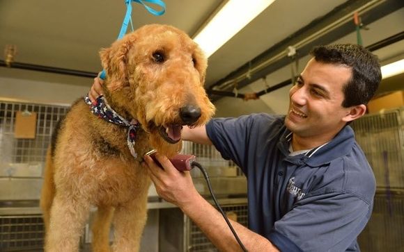 Dog and Cat Grooming by Toureen Pet Resort and Spa