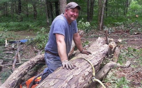 Tree removal, trimming by Bold Services, Inc
