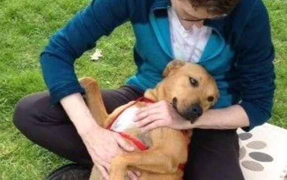 Therapeutic Massage by Caring 4 Canines