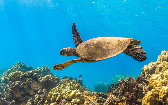 Molokini-Turtle Arches Snorkel Tour by Pacific Whale Foundation in ...