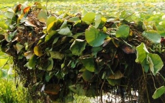 Aquatic Plant Removal by Enviro Dredge