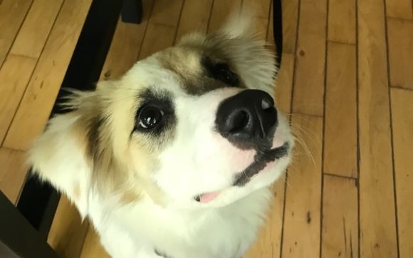Reward-based, in-home dog training by Sirius Play Dog Training 