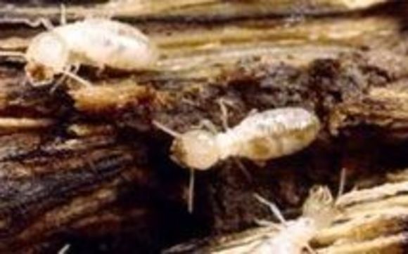 Termite Inspections Indianapolis by MC2 Home Inspections