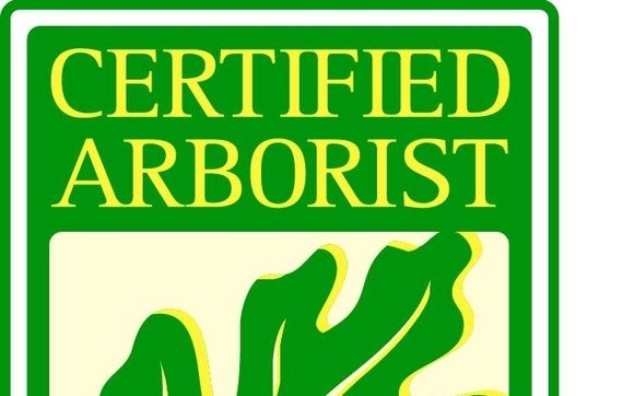 Tree Trimming by Andrews Tree Services