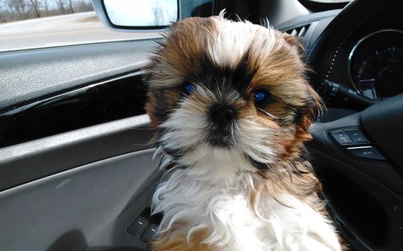 akc shih tzu puppies for sale