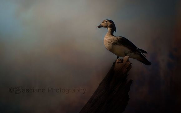 Fine Art Prints or Canvas  by Basciano Photography