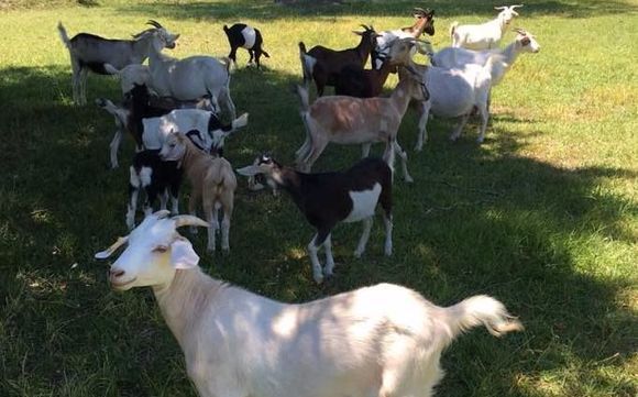 Kiko Goats by BF Farm in Huggins, MO - Alignable