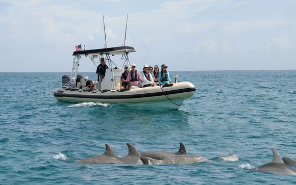 Dolphin Expeditions by Palm Beach Jupiter Dolphin Tours