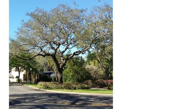 Tree Risk Assessments by Tree Strategies Consulting Arborist ...