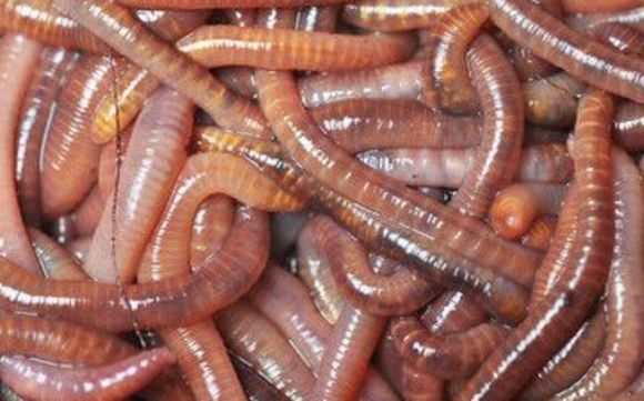 Best Worms for Bait Fishing – Midwest Worms