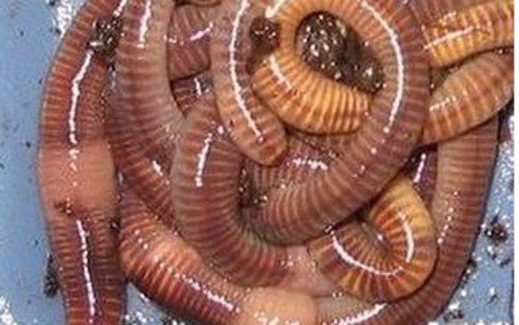 European Nightcrawlers by Midwest Worms in Conway Area - Alignable