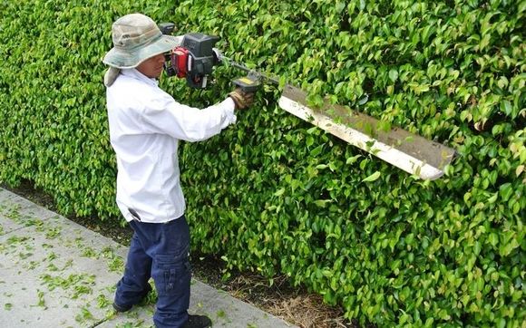 Ficus Reduction by BonaFide Landscaping in Boynton Beach, FL - Alignable