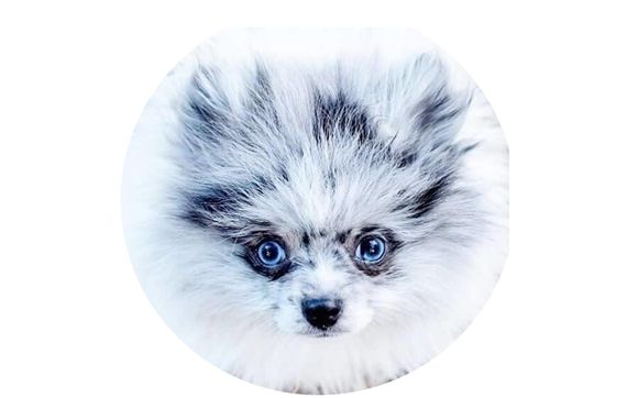 Pomeranian Puppies by Christie's Critters