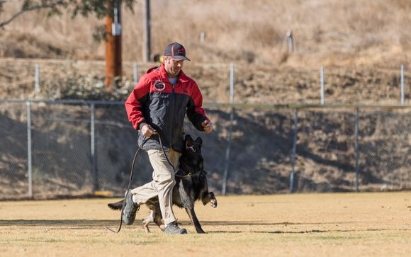 Dog Training by Taylor Made Working Dogs
