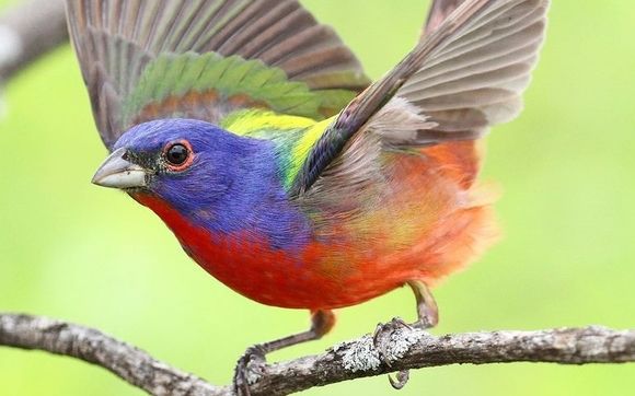 Birding and Bird Watching by Heard Natural Science Museum & Wildlife Sanctuary