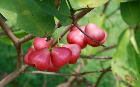 Tropical fruit trees and medicinal plants by Rivers of ...