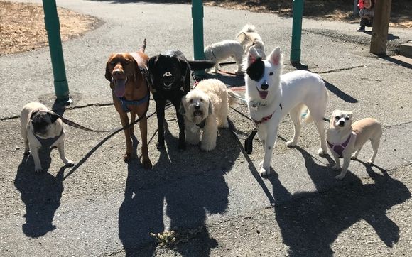 Daily Dog Walking - Monday through Thursday by Pawsitive Energy