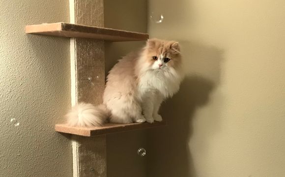 Cat Care by Pawsitive Energy