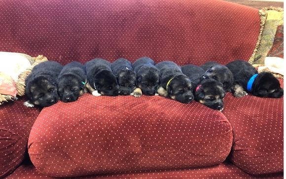 Top quality GSD puppies by Rocky Mountain German Shepherds in