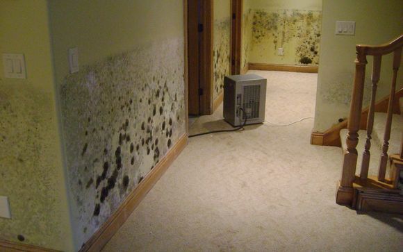 Mold Stain Removal and Remediation by SERVPRO of the Twin Ports