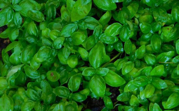 personal chef by Cuisine by Celine