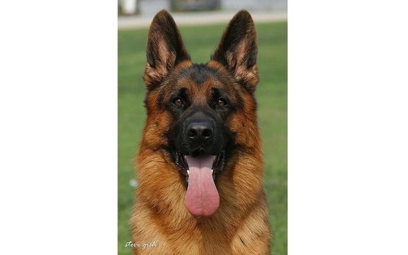 Hollow best sale hills gsd