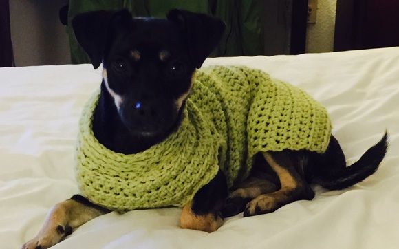 dog sweater from beanie