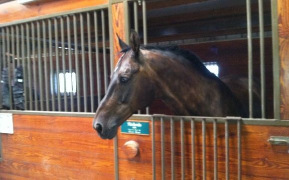 Horse Boarding and Training by Pine Hill Farm