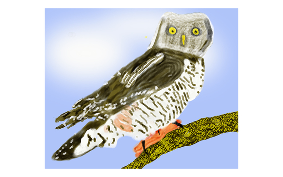 Owl P034 a beauty at rest by artist, photographer, and manager at Fine Art by Stew