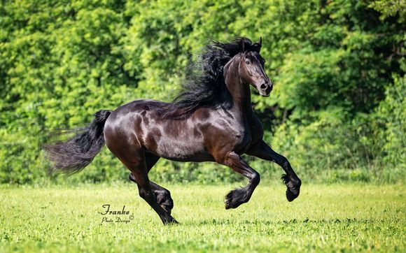 Equine photography, horse show photography, and image editing by Franke Photo Design, LLC