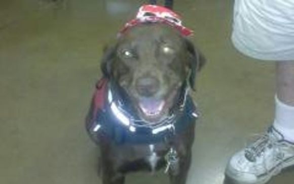 happy dog obedience training