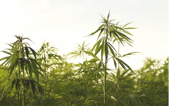 The Hemp CBD Revolution Provides Farm Bill Compliant Hemp! by Boom Enterprise & Associates