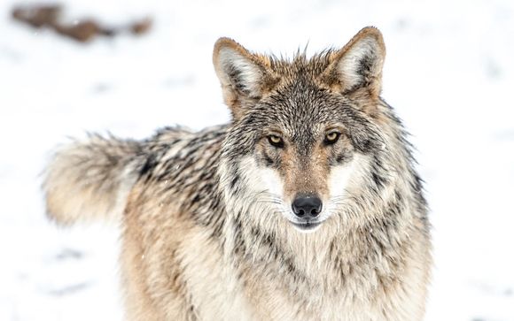 Endangered Wolf Center - Eureka, MO - Alignable