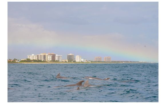 dolphin tours jupiter fl