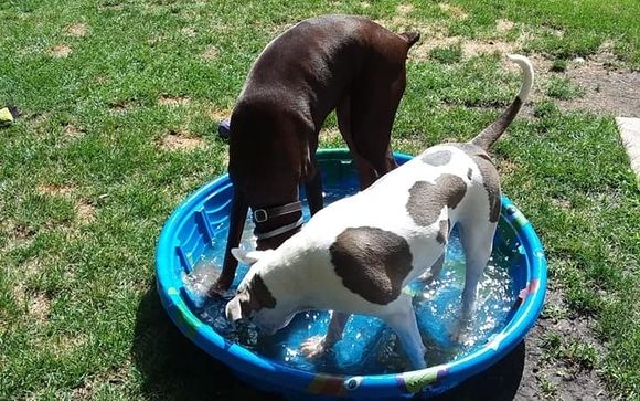 Dog sitting/Potty/Play visits by Heather's Fabulous Dog Care