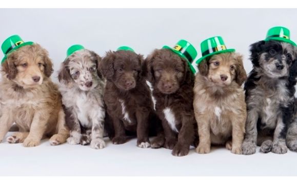 Toy aussiedoodle clearance puppies