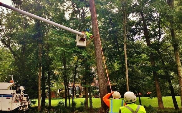 Tree Services by Upright Land & Tree