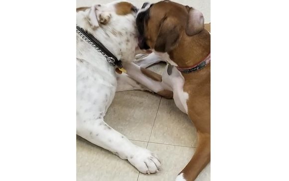 Pet Daycare & Dayboarding by It's A Dog's Life Pet Daycare, LLC