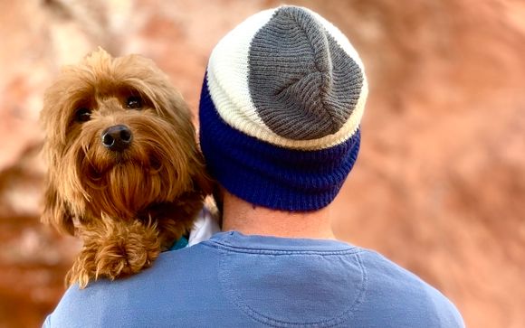 Copper store canyon labradoodles