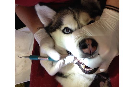 Anesthesia-free teeth cleaning by K9 Gentle Dental